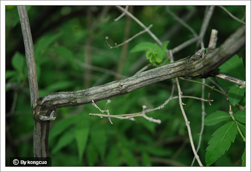 51.忍冬科六道木屬六道木