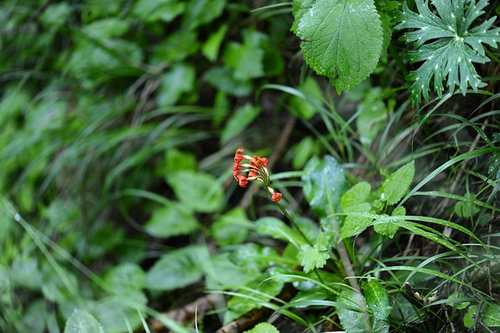 53.報(bào)春花科報(bào)春花屬胭脂花（炸魚拍攝）