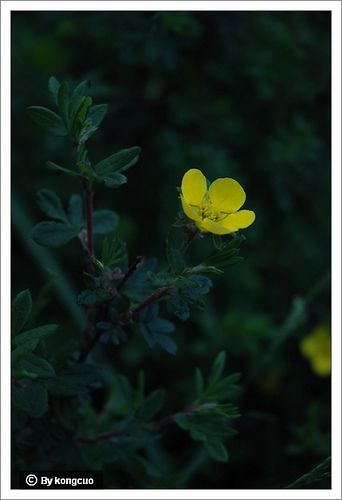 61.薔薇科委陵菜屬金露梅1