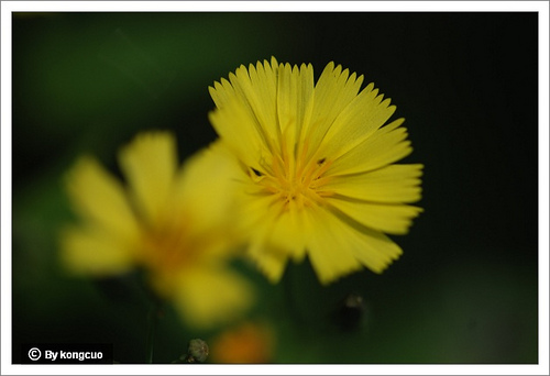 69.菊科苦荬菜屬抱莖苦荬菜1