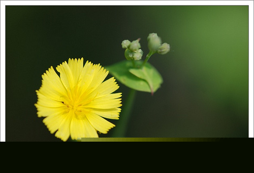 69.菊科苦荬菜屬抱莖苦荬菜2