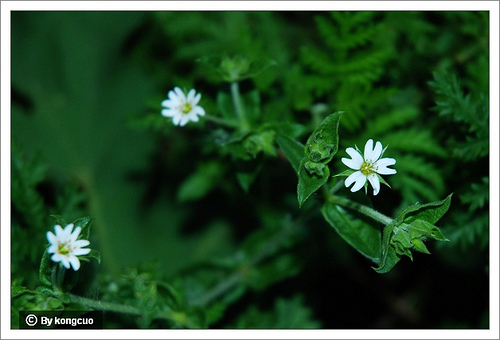 79.石竹科繁縷屬叉歧繁縷