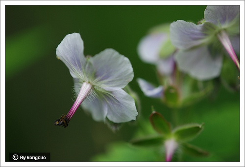73.?牛兒苗科老鶴草屬毛蕊老鶴草
