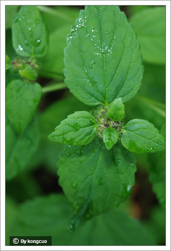 71.唇形科糙蘇屬糙蘇