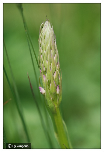 81.蘭科手參屬手參