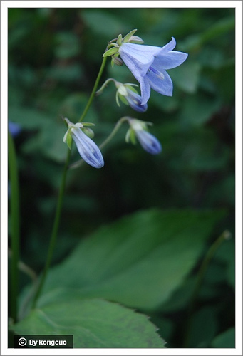 87.桔梗科沙參屬沙參