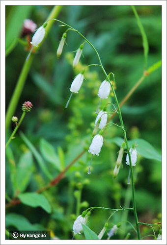 88.桔梗科沙參屬紫沙參