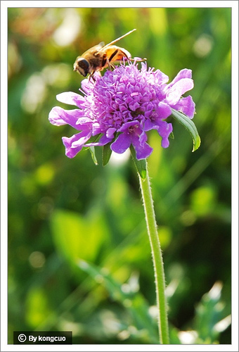 86.川續(xù)斷科藍盆花屬華北藍盆花