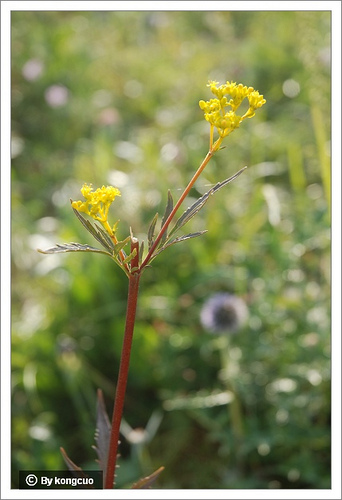 84.敗醬科敗醬屬糙葉敗醬