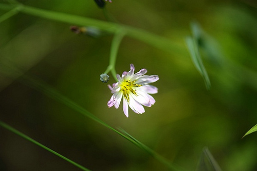 82.菊科小苦荬屬中華小苦荬（炸魚拍攝）