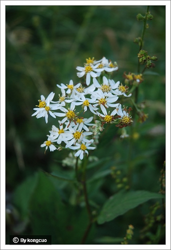 89.菊科東風菜屬東風菜