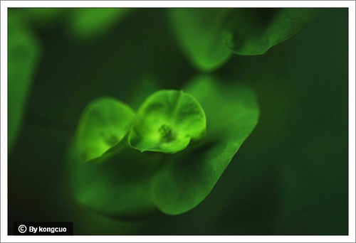 80.大戟科大戟屬乳漿大戟（貓眼草）