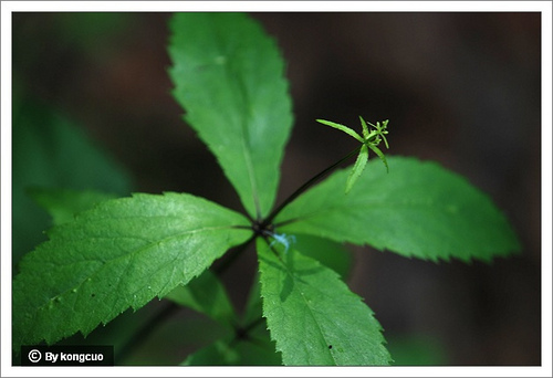 70.百合科重樓屬北重樓3