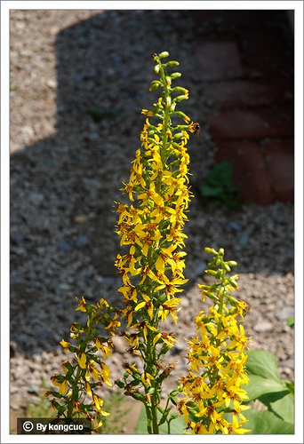 94.菊科橐吾屬狹苞橐吾