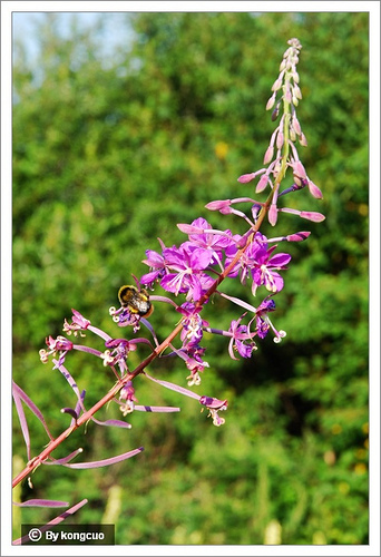 97.柳葉菜科柳葉菜屬柳蘭