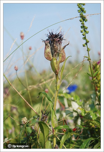 91.菊科風毛菊屬紫苞風毛菊