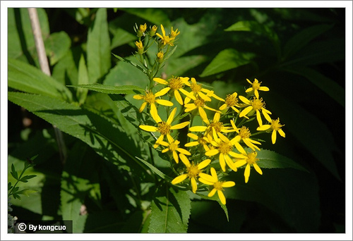 93.菊科千里光屬林蔭千里光