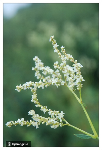 95.蓼科蓼屬叉分蓼