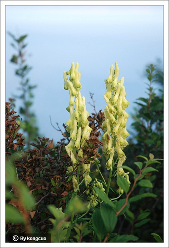 99.毛茛科烏頭屬牛扁