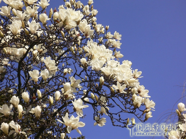 花卉 玉蘭 春