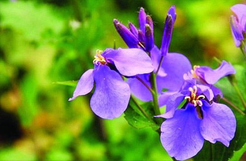 春天 科普 野花