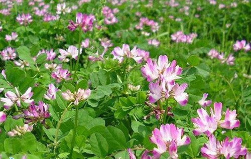 春天 科普 野花