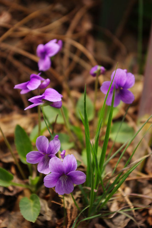 春天 科普 野花