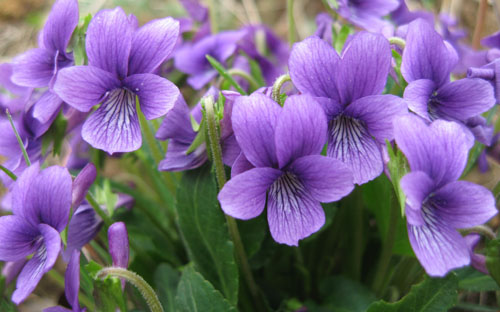 春天 科普 野花