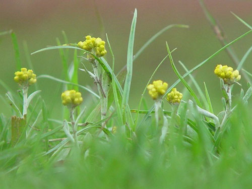 野花 春天 科普