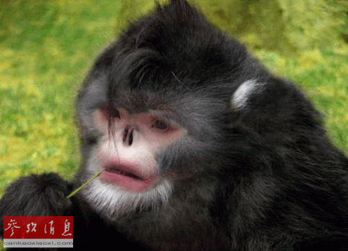 噴嚏猴 新物種 物種檢定