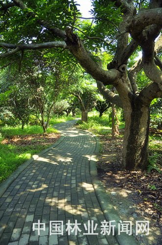 綠道 森林 生態 城市 建設 新風潮 中國風景園林網