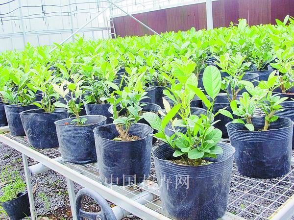 金華 農(nóng)科院 彩葉佛手