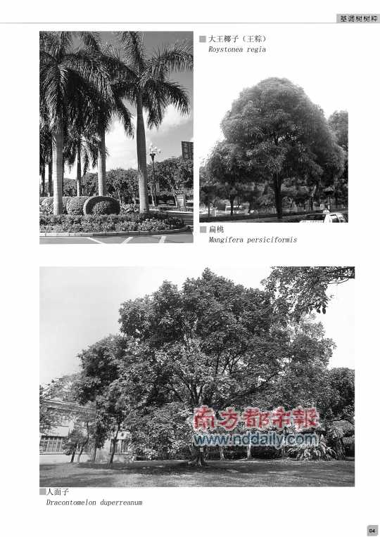 廣東 佛山 綠化 基調樹 規劃 中國風景園林網