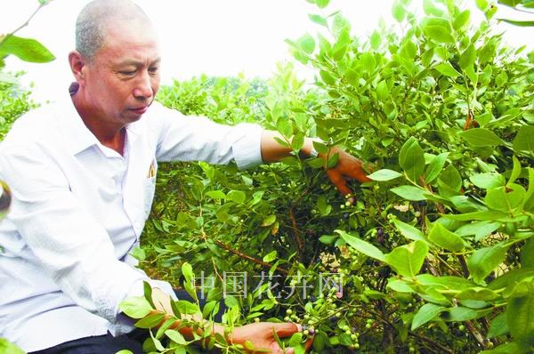 藍(lán)莓 苗木 花卉