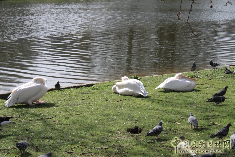 圣詹姆斯公園 中國風(fēng)景園林網(wǎng)