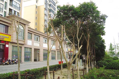 綠樹 截肢　綠化 園林城市 創(chuàng)建 中國(guó)風(fēng)景園林網(wǎng)