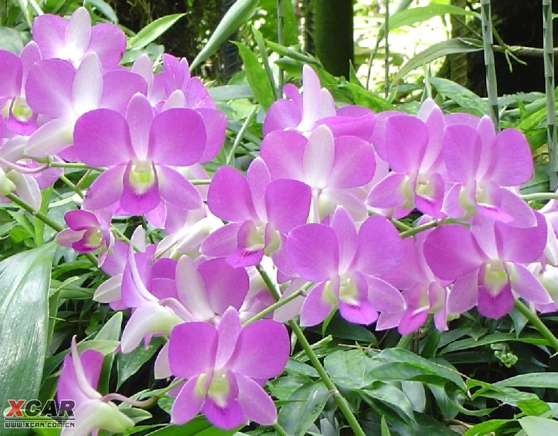 英國 威廉王子 夫婦 到訪 新加坡 中國風景園林網