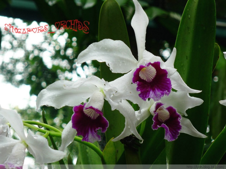 英國 威廉王子 夫婦 到訪 新加坡 中國風景園林網