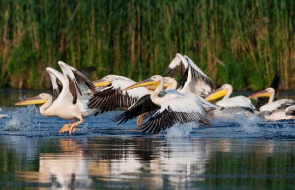 中國風景園林網