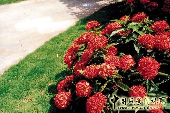 劉秀晨 綠色的云 中國(guó)風(fēng)景園林網(wǎng)