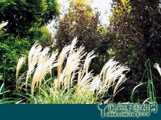 連載 劉秀晨 綠色的云 中國近代園林史 特征 中國風景園林網