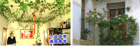 王仙民 體綠化 治理  PM2.5 屋頂綠化大會 中國風景園林網