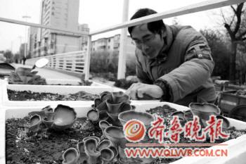 盆栽 蘑菇 植物應(yīng)用