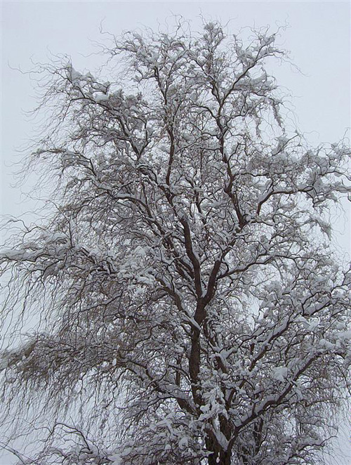 觀枝植物 龍柳 園林