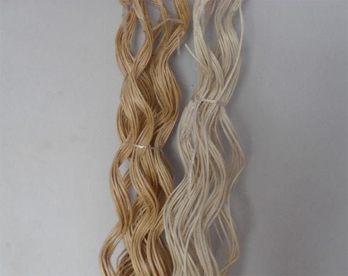 觀枝植物 龍柳 園林