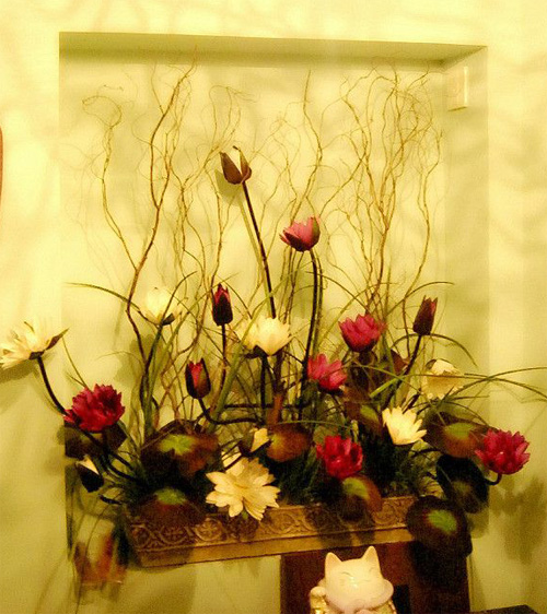 觀枝植物 龍柳 園林