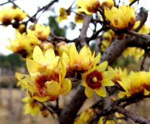 臘梅 虎蹄梅 素心梅