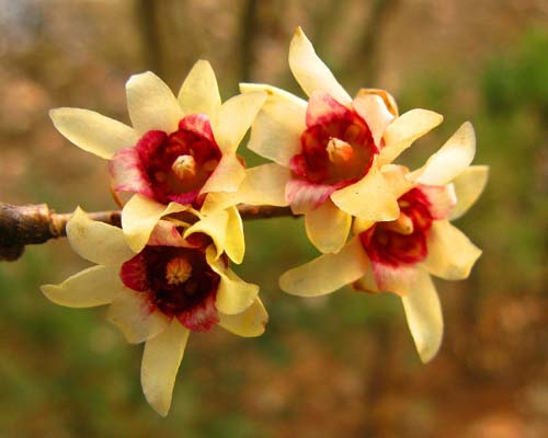 臘梅 金鐘梅 狗牙梅