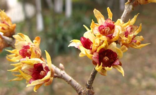 臘梅 金鐘梅 狗牙梅