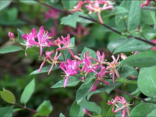 城市綠化 彩葉樹種 藍(lán)葉忍冬